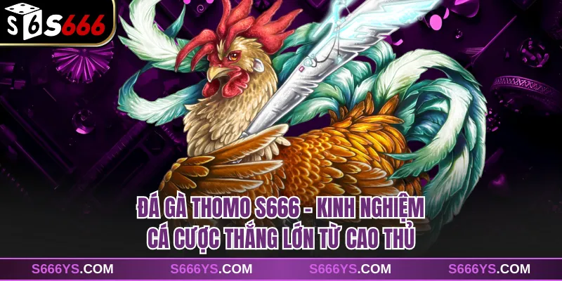 Đá Gà Thomo S666 - Kinh Nghiệm Cá Cược Thắng Lớn Từ Cao Thủ